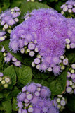 Ageratum - Aloha Blue