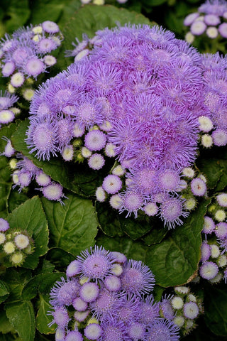 Ageratum - Aloha Blue