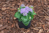 Ageratum - Aloha Blue