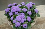 Ageratum - Aloha Blue