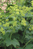 Alchemilla Mollis - Lady's Mantle