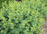Alchemilla Mollis - Lady's Mantle