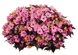 Petunia - Supertunia Vista Bubblegum