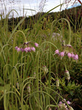 Allium - Cernuum Lady's Leek