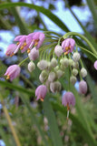 Allium - Cernuum Lady's Leek