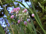 Allium - Cernuum Lady's Leek