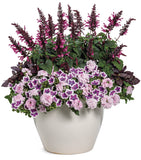 Salvia - Unplugged Pink