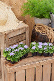 Ageratum - Aloha Blue