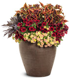 Coleus - Colorblaze El Brighto