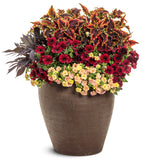 Calibrachoa - Superbells Magic Double Grapefruit