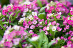 Alyssum - Easter Bonnet Pink