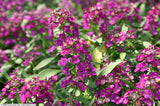 Alyssum - Easter Bonnet Violet