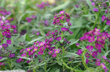 Alyssum - Easter Bonnet Violet