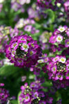 Alyssum - Easter Bonnet Violet