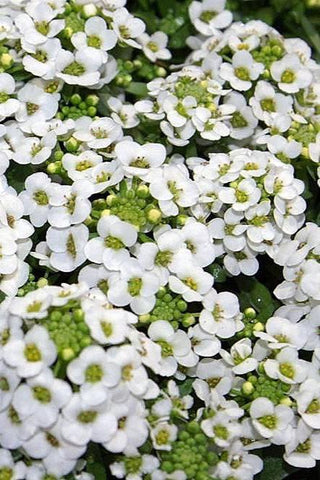 Alyssum - Easter Bonnet White