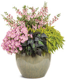 Petunia - Supertunia Mini Vista Pink Cloud