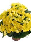 Begonia - Amstel Blitz Yellow