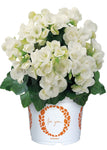 Begonia - Amstel Clara White