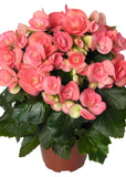 Begonia - Amstel Netja Dark Pink