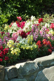 Snapdragon - Snapshot Mix