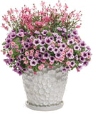 Petunia - Supertunia Bordeaux