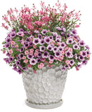 Gaura - Karalee Petite Pink