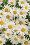 Argyranthemum - Pure White Butterfly
