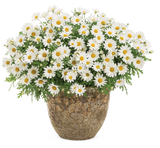 Argyranthemum - Pure White Butterfly