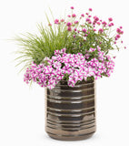 Gomphrena - Truffula Pink