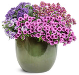 Petunia - Supertunia Mini Vista Plum Veined