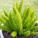 Fern - Asparagus Myersii Foxtail