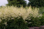 Astilbe - Bridal Veil