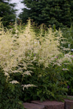 Astilbe - Bridal Veil