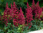 Astilbe - Ardensii Burgundy Red