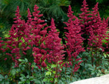 Astilbe - Ardensii Burgundy Red