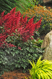 Astilbe - Ardensii Fanal