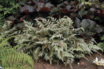 Fern - Athyrium Japanese Painted Lady