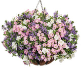 Petunia - Supertunia Mini Vista Pink Cloud