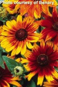 Rudbeckia - Autumn Colors