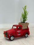 Cypress Tree in Small Red Truck