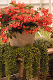 Begonia - Dragon Wing Red