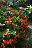 Begonia - Dragon Wing Red