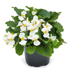 Begonia - Whopper White Green Leaf