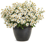 Bidens - Campfire Marshmallow