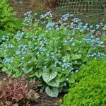 Brunnera - Jack Frost