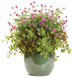 Plectranthus - Variegata