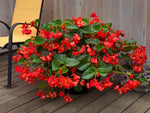 Begonia - Whopper Red Green Leaf