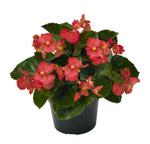 Begonia - Whopper Red Green Leaf