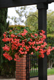 Begonia - Dragon Wing Red