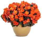 Begonia - Solenia Chocolate Orange